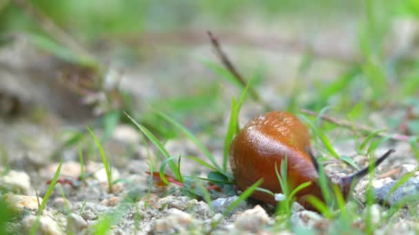 Spansk skogssnigel (Arion vulgaris), Latinskt namn Arion lusitanicus, är en luft-andning mark slug, en terrestrial hirsutus snäckor, fylumet blötdjur i familjen Arionidae, roundback sniglar. — Stockvideo