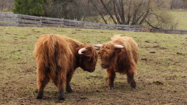 Highland cattle är skotska nötkreatur rasen. De har långa horn och lång vågig kappor som är färgat svart, brindle, röd, gul, vit, silver eller dun, och de föds upp främst för deras kött. — Stockvideo