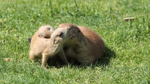 黄色の地上リス (Spermophilus fulvus) 後部のフィートの裸の底の大きくて丈夫な種であります。それはアフガニスタン、中国、イラン、カザフスタン、トルクメニスタン、ウズベキスタン、ロシアで発見します。. — ストック動画