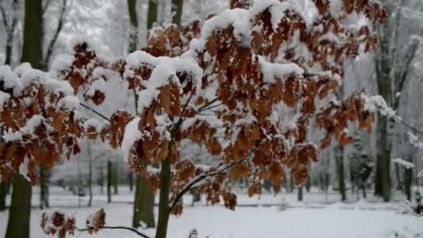 Niña hermosa en chaqueta caliente se sienta en el banco en el parque de invierno cubierto de nieve . — Vídeos de Stock