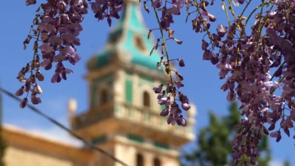 Foco de transferência: Valldemossa Charterhouse (Mosteiro Cartuxo de Valldemossa) é um antigo mosteiro Cartuxo em Valldemossa, Maiorca, Espanha. O fretamento foi fundado como uma residência real . — Vídeo de Stock