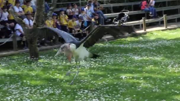 ポルト, ポルトガル - 2017 年 4 月 22 日: ポルトガルの動物園サント ・ イナシオで鳥を持つトレーナーの導入. — ストック動画