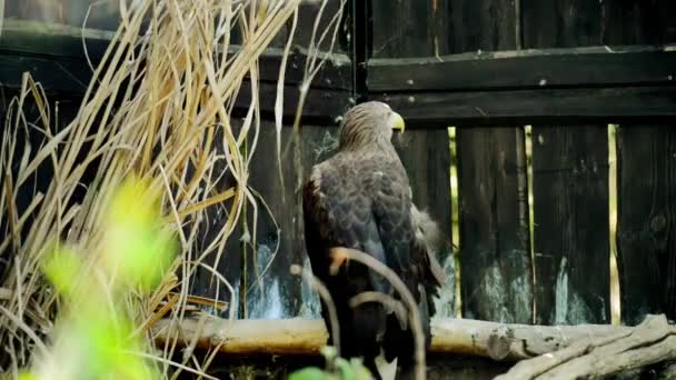 Steller sea eagle is a large bird of prey in the family Accipitridae found in coastal northeastern Asia and mainly preys on fish and water birds. — Stock Video