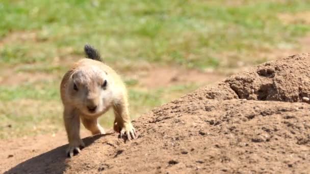 Gele grondeekhoorn (Spermophilus fulvus) is groot en stevig soort met naakte zolen op achtervoeten. Het komt voor in Afghanistan, China, Iran, Kazachstan, Turkmenistan, Oezbekistan en Rusland. — Stockvideo