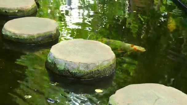 Koi are colored form of Amur carp (Cyprinus rubrofuscus) that are kept for decorative purposes in outdoor ponds and gardens. Koi varieties are distinguished by coloration, patterning, and scalation. — Stock Video