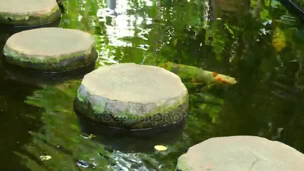 Koi är färgad form av Amur karp (Cyprinus rubrofuscus) som hålls för dekorativa ändamål i utomhus dammar och trädgårdar. Koi sorter skiljs genom färgning, mallning och scalation. — Stockvideo