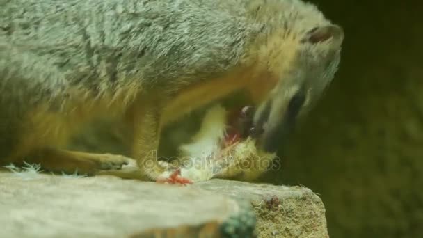 Jamajský mongoose (Galidia elegans) je euplerid v podčeledi Galidiinae, carnivoran původem z Madagaskaru. — Stock video