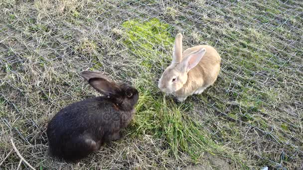 Rabbits are small mammals in family Leporidae of order Lagomorpha, found in several parts of world. Male is called buck and female is doe — Stock Video