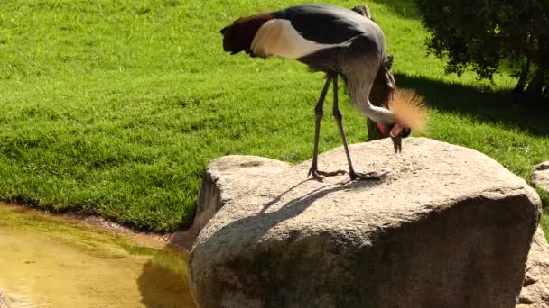 Svart krönt crane (Balearica pavonina) är fågel i familjen Gruidae. Som alla kranar äter svart krönt crane insekter, reptiler och smådjur. Det är i fara, kategoriserar. — Stockvideo