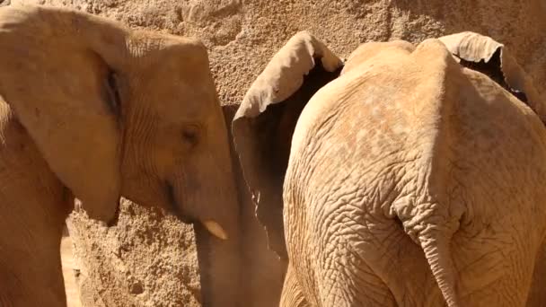 L'éléphant de brousse d'Afrique (Loxodonta africana), également connu sous le nom d'éléphant de savane d'Afrique, est plus grand de deux espèces d'éléphants d'Afrique .