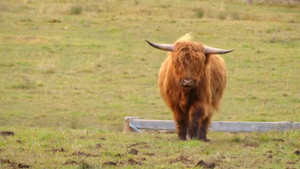 Highland cattle är skotska nötkreatur rasen. De har långa horn och lång vågig kappor som är färgat svart, brindle, röd, gul, vit, silver eller dun, och de föds upp främst för deras kött. — Stockvideo