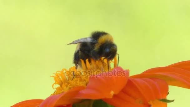 Abejorro sobre caléndula de flor naranja. Bumblebee (también escrito abejorro) es un miembro del género Bombus, parte de Apidae, una de las familias de las abejas. Se conocen más de 250 especies de abejorros . — Vídeos de Stock