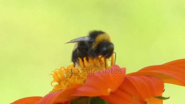 Bumblebee su calendula fiore d'arancio. Bumblebee (scritto anche bombo) è membro del genere Bombus, parte di Apidae, una delle famiglie di api. Sono note oltre 250 specie di calabroni . — Video Stock