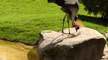Taç siyah vinç (Balearica pavonina) vinç kuş Gruidae olduğunu. Tüm Vinçler gibi böcekler, sürüngenler ve küçük memeliler siyah taç vinç yiyor. Habitat kaybı tarafından tehlikede.