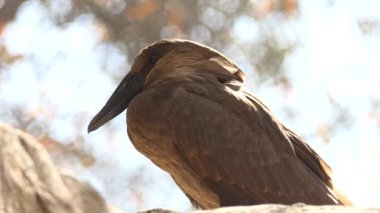 Hamerkop (Scopus umbretta), orta ölçekli yürüyen kuş türü cins Scopus ve aile Scopidae. Kafasını uzun bill ve arka tepe ile şeklinde çekici andırır.