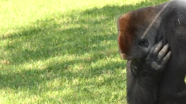 Gorillor är marken-bostad, huvudsakligen växtätande apor som bebor skogar i centrala Afrika. Eponymous släkte Gorilla är uppdelad i två arter: östliga gorillor och västra gorillor. — Stockvideo