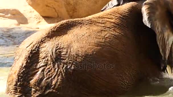 Αφρικανική Μπους ελέφαντα (Africana Loxodonta), επίσης γνωστή ως αφρικανική σαβάνα ελέφαντα, είναι μεγαλύτερο των δύο ειδών των αφρικανικών ελεφάντων. — Αρχείο Βίντεο