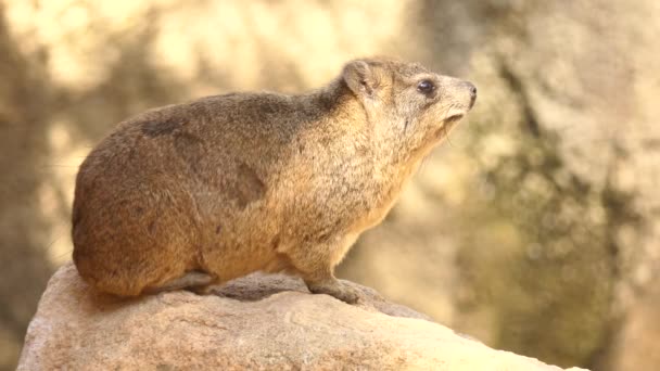 Rock hyrax (Procavia capensis), also called rock badger and Cape hyrax, is commonly referred to in South African English as dassie. It is one of four living species of order Hyracoidea, genus Procavia — Stock Video