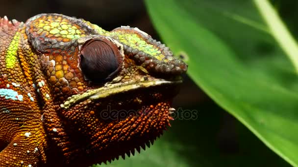 Panther chameleon (Furcifer pardalis) is species of chameleon found in eastern and northern parts of Madagascar in tropical forest biome. Additionally, it has been introduced to Reunion and Mauritius — Stock Video