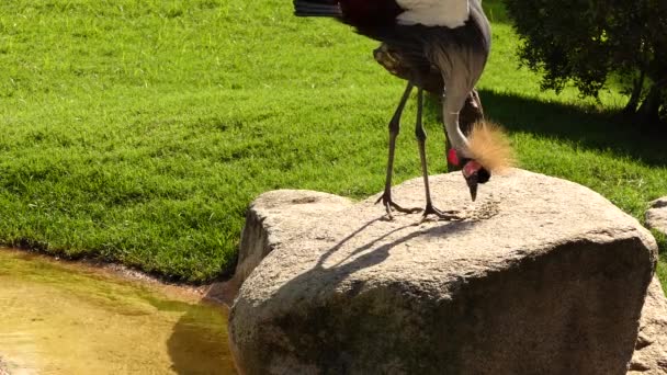 Black crowned crane (Balearica pavonina) is bird in crane family Gruidae. Like all cranes, black crowned crane eats insects, reptiles, and small mammals. It is endangered, by habitat loss. — Stock Video