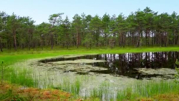 Panorama du champ marécageux de Viru Raba à Lahemaa, Estonie . — Video