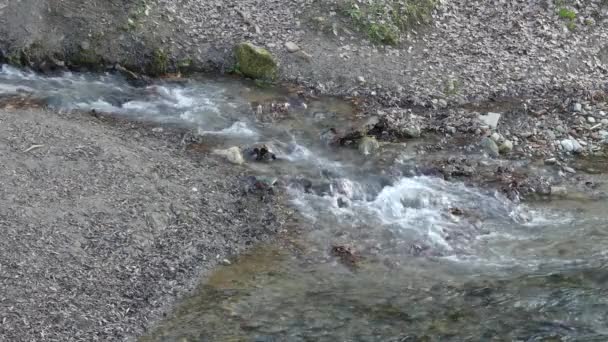 Маленький водопад на горной реке в густом лесу . — стоковое видео