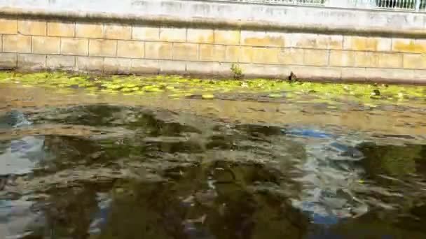 Lírios de água e outras plantas aquáticas perto do cais e do cais de pedra — Vídeo de Stock