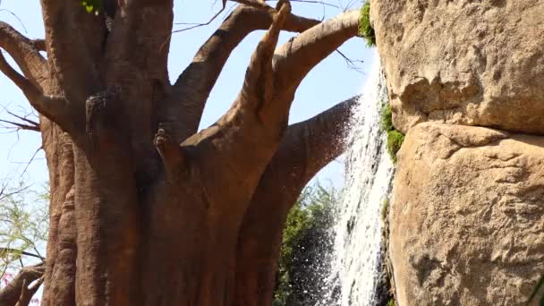 Wasserfall fällt von Felsen vor dem Hintergrund eines großen Baobabs. — Stockvideo