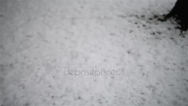 Bush, który jest pokryty biały śnieg w zimie city park — Wideo stockowe