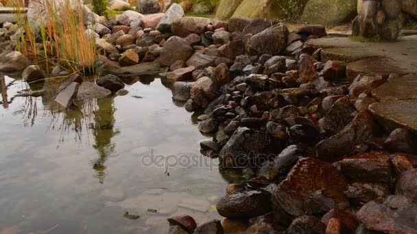 Small waterfall and pond in autumn beautiful park. — Stock Video