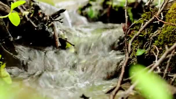 Pequeño arroyo de montaña se arrastra a través de hojas y ramas caídas de cerca . — Vídeos de Stock