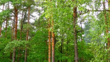 Macera Parkı küçük kız. Macera Parkı çeşitli egzersizler, engel kursları ve ZIP-hatları tırmanma halat gibi öğelerin bulunduğu yerdir. Onlar için rekreasyon amacıyla.