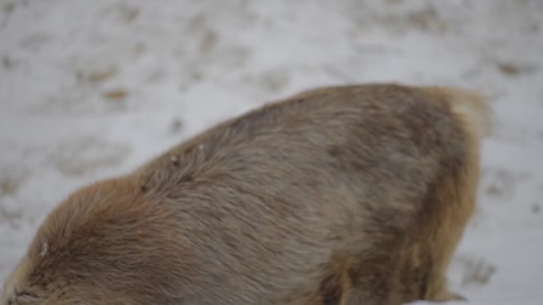 Rénszarvas (Rangifer tarandus), más néven caribou Észak-Amerikában, a szarvas circumpolar eloszlás, sarkvidéki, szubarktikus, tundra, boreális, és a hegyvidéki régiók őshonos faj. — Stock videók