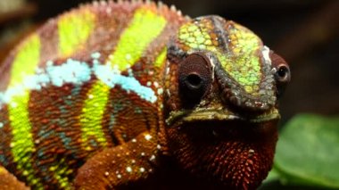 Panter bukalemun (Furcifer pardalis) Doğu ve Kuzey bölgelerinde Madagaskar tropikal orman biome bulunan bukalemun türüdür. Ayrıca, Reunion ve Mauritius girmiştir