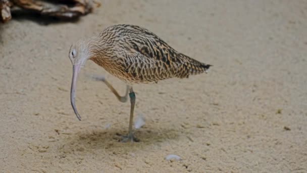 Eurasian Curlew Numenius Arquata Wader Large Family Scolopacidae One Most — Stock Video