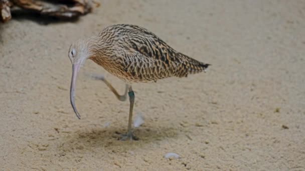 Євразійська Curlew Numenius Arquata Прибережний Птах Великої Родини Один Найбільш — стокове відео