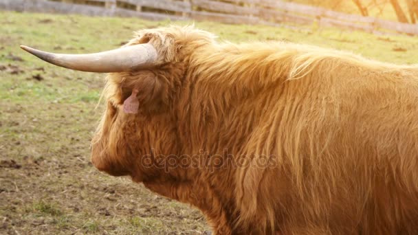 Highland cattle är skotska nötkreatur rasen. De har långa horn och lång vågig kappor som är färgat svart, brindle, röd, gul, vit, silver eller dun, och de föds upp främst för deras kött. — Stockvideo