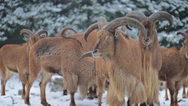 野生の羊 Ammotraus Lervia は北アフリカの岩山に自生するカプリド ヤギカモシカ の一種です Aoudad Waddan Arui Arruisとも呼ばれる — ストック動画