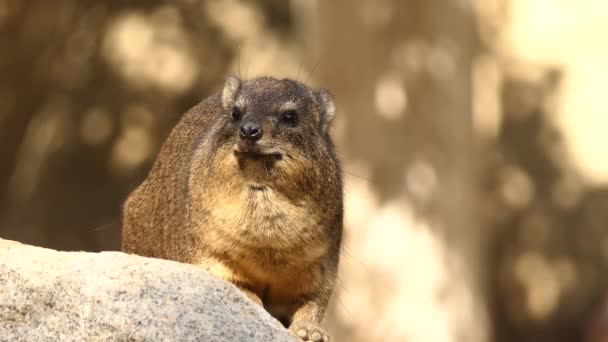 Rock Hyrax Procavia Capensis Also Called Rock Badger Cape Hyrax — Stock Video