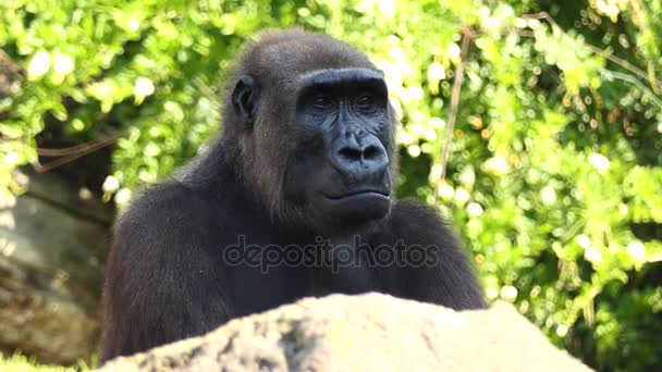 Gorillor Marken Bostad Huvudsakligen Växtätande Apor Som Bebor Skogar Centrala — Stockvideo