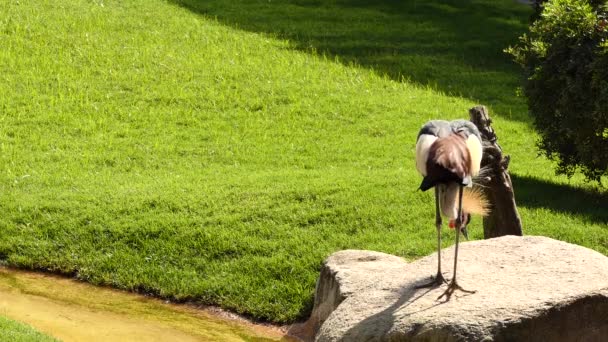 Burung Bangau Bermahkota Hitam Balearica Pavonina Adalah Burung Dalam Keluarga — Stok Video