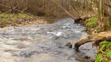 sonbahar orman arasında hızlı dağ dere akar