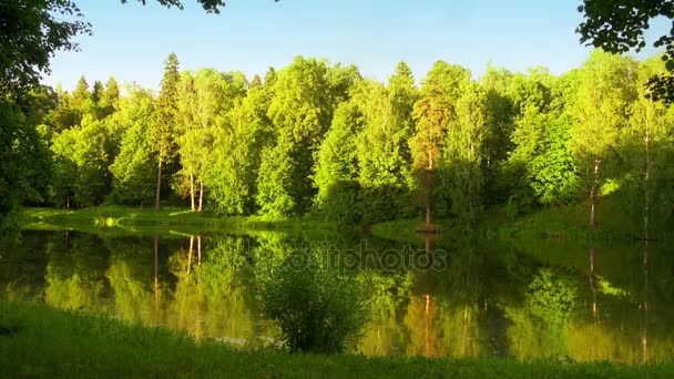 Hermoso lago pequeño en verano bosque de hoja ancha — Vídeos de Stock