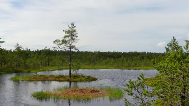 Panorama von sumpffeld in viru raba in lahemaa, estland. — Stockvideo