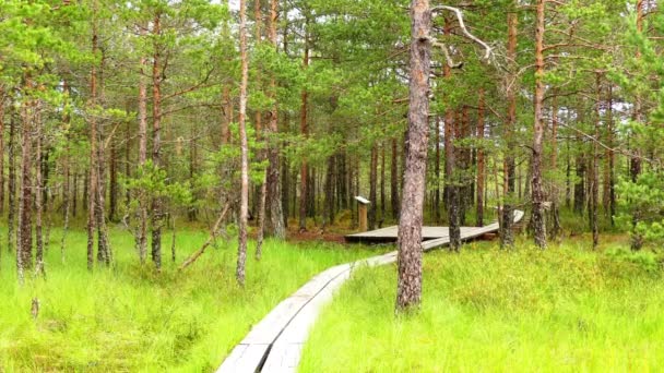 Πανόραμα του βάλτο πεδίο Viru Raba Lahemaa, Εσθονία. — Αρχείο Βίντεο