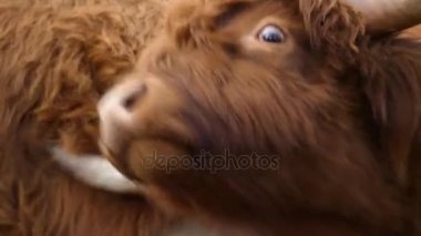 Yayla İskoç sığır ırkı sığırlar. Onlar uzun boynuzları ve renkli siyah, brindle, kırmızı, sarı, beyaz, gümüş veya dun vardır uzun dalgalı kat var ve onlar için öncelikle onların et yetiştirilir.