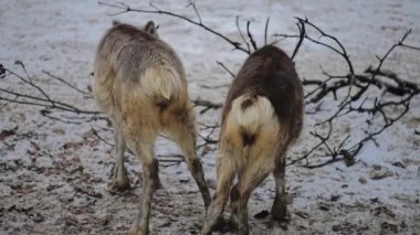 Ren geyiği karibu Kuzey Amerika, olarak da bilinir (Rangifer tarandus), circumpolar dağıtım, kutup, subarctic, tundra, boreal ve dağlık bölgeler için yerli ile geyik familyasından.