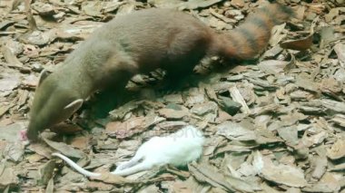 Alt familya Galidiinae, bir carnivoran Madagaskar'a yerli euplerid Ring-Tailed Firavun faresi (Galidia elegans) olduğunu.