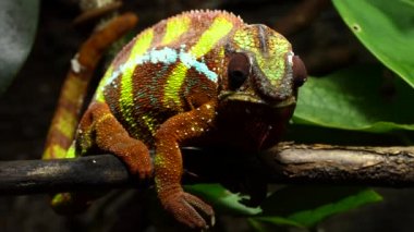 Panter bukalemun (Furcifer pardalis) Doğu ve Kuzey bölgelerinde Madagaskar tropikal orman biome bulunan bukalemun türüdür. Ayrıca, Reunion ve Mauritius girmiştir