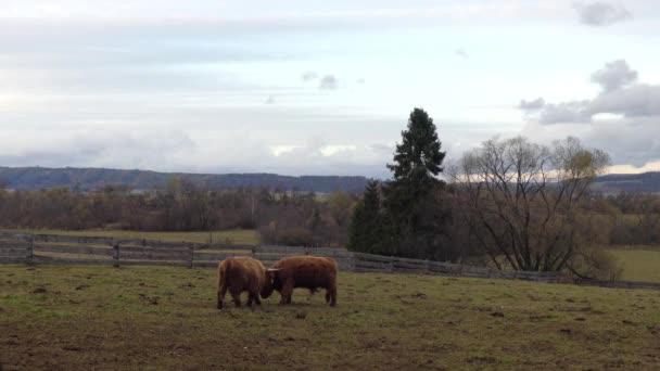 Highland koeien zijn Schotse runderen RAS. Ze hebben lange hoorns en lange golvende vacht die gekleurde zwart, gestroomd, rood, geel, wit, zilver of dun, en zij worden opgewekt voornamelijk voor hun vlees. — Stockvideo